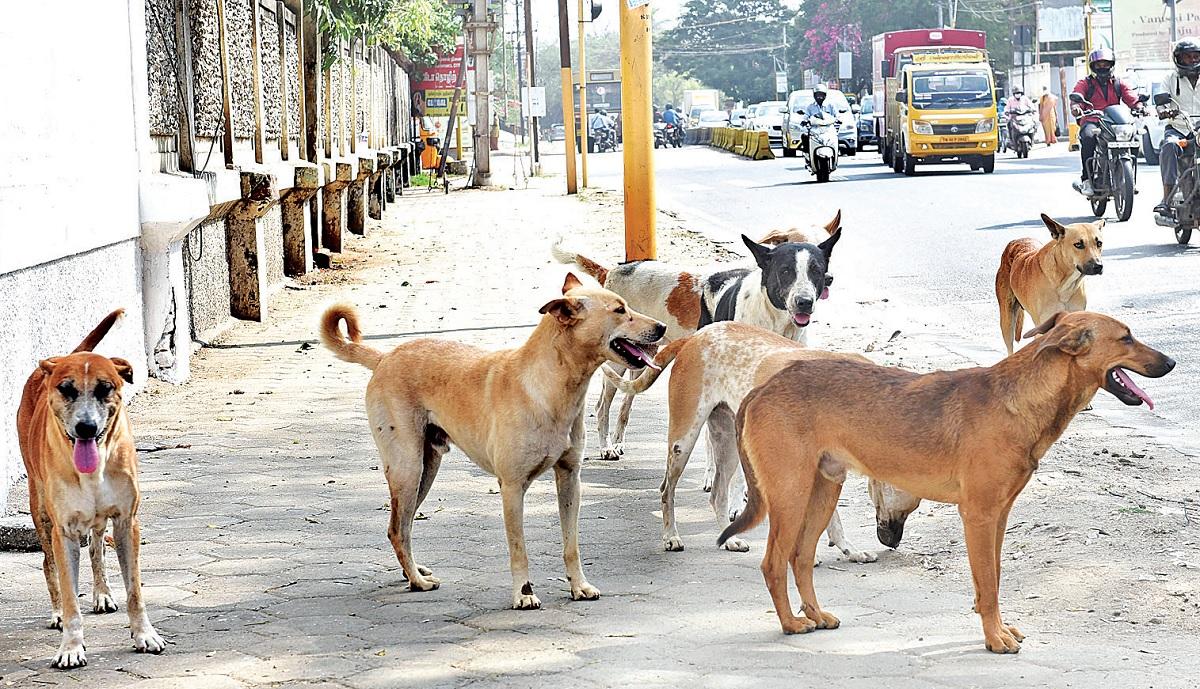 கடிக்கும் தெரு நாய்களுக்கு ஆயுள்தண்டனை- உ.பி அரசு வினோத உத்தரவு